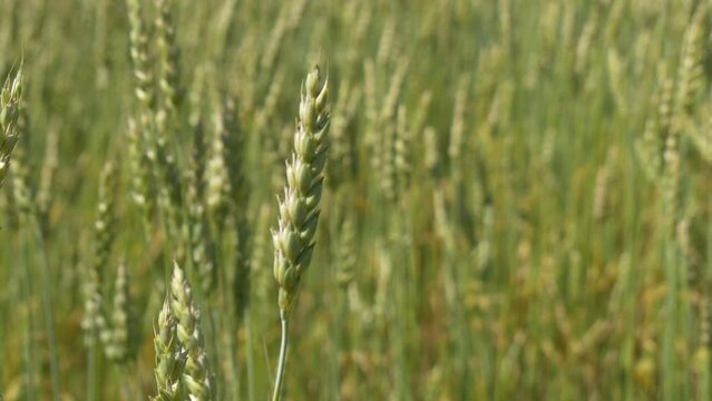 Ripe wheat in the field. Clouse up. Grown wheat before mowing.