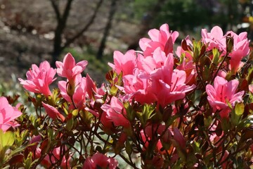 pink azalea flowers in the spring