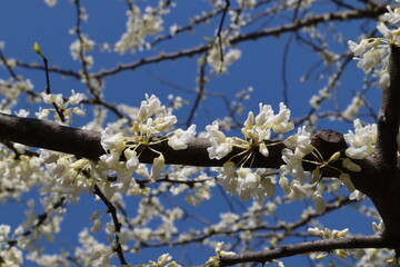 white blooming tree in spring