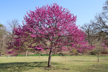 redbud tree blooming in a park - Powered by Adobe
