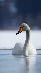 Whooper Swan Cygnus Gygnus