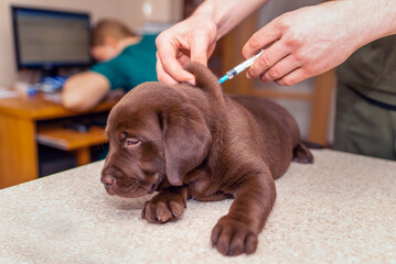 Cute labrador puppy dog getting a vaccine at the veterinary doctor.Dog lying on the examination table at a clinic. - obrazy, fototapety, plakaty