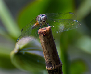 Happy Dragonfly 