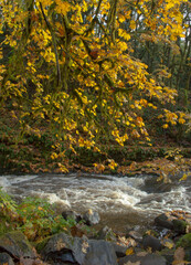 autumn forest stream