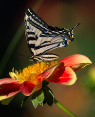 Butterfly on orange dahlia flower © Shannon Tomey