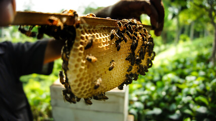 Bees on honeycomb. Macro photo of a bee hive on a honeycomb with copyspace. Bees produce fresh,...
