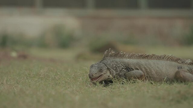 Iguana Reptile Lizard Walking Details  Texture Close-Up