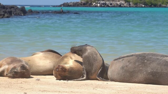 Galapagos, Ecuador: Galapagos Sea lions are resting on the Barrington bay beach in the Santa Fe island in the Pacific ocean on a sunny day. 