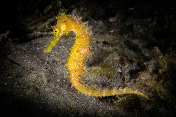 Yellow Sea horse or hypppocampus on a black macro in Red Sea of Egypt