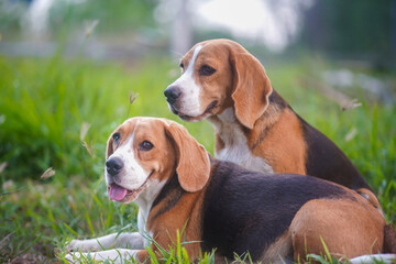 A couple of  cute beagle dogs relax on the green grass outdoor in the park.