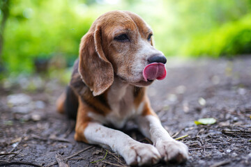 An old tri-colored beagle dog lay down on the ground outdoor.