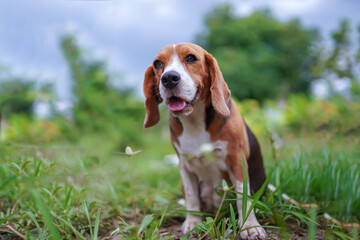 A cute beagle dog sitting on the green grass outdoor.