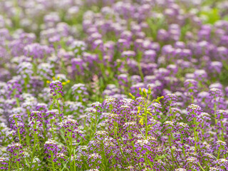 Obraz premium Dainty purple and white flowers of Lobularia maritima Alyssum maritimum, sweet alyssum or sweet alison