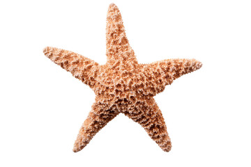 Starfish seastar star fish isolated transparent background photo PNG file