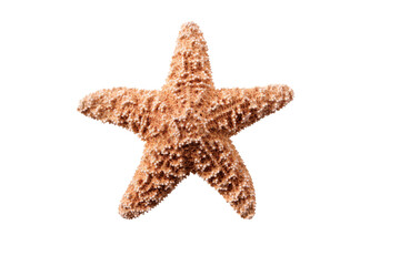 Starfish star fish seastar isolated transparent background photo PNG file