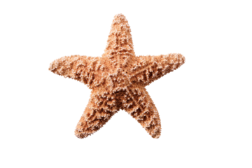 Starfish star fish seastar isolated transparent background photo PNG file