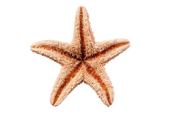 Starfish seastar star fish isolated transparent background photo PNG file