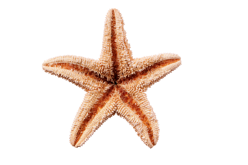 Starfish seastar star fish isolated transparent background photo PNG file