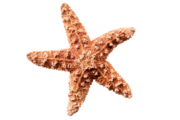 Starfish seastar star fish isolated transparent background photo PNG file