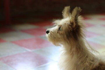 west highland terrier