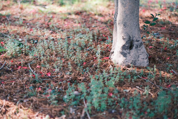 針葉樹の落ち葉
