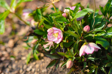 フローレンス　ピコティ（クリスマスローズ）