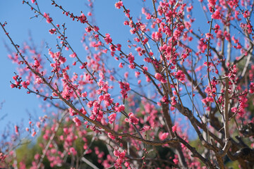 ウメの花（梅）