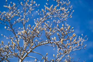 太陽の光を浴びるハクモクレンの蕾