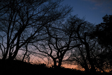 秋の日没後の木々のシルエット
