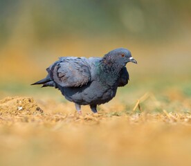 Rock pigeon on ground. Rock dove. Columba livia. Bird background. Natural background. Abstract background. Wildlife photography.