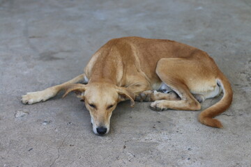 dog sleeping on the ground