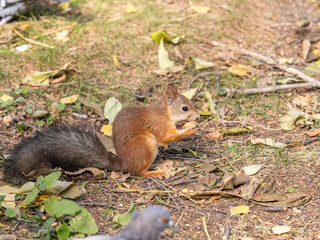 Autumn squirrel with nut sits on green grass with fallen yellow leaves
