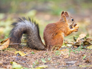 Naklejka na ściany i meble Autumn squirrel with nut sits on green grass with fallen yellow leaves