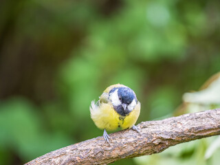 Cute bird Great tit, songbird sitting on the branch with blured background