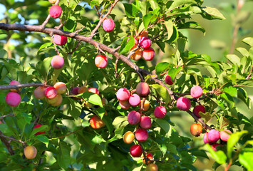 Plum branch with ripe berries on a summer day
