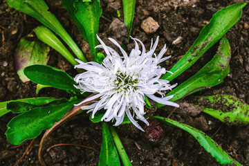 Directly above stokes aster in summer
