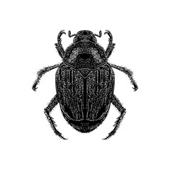 Japanese Beetle hand drawing vector illustration isolated on background