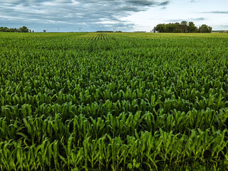 Fototapeta na wymiar Young Corn Stalks on a rural Wisconsin Farm