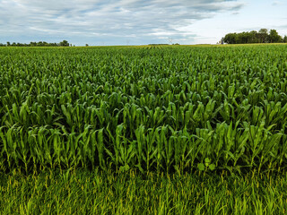 Fototapeta na wymiar Young Corn Stalks on a rural Wisconsin Farm