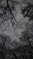 reflection of a tree