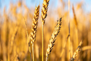 Fototapeta premium Rural landscape. Background of ripening ears of wheat field and sunlight. Selective focus. Field landscape. 