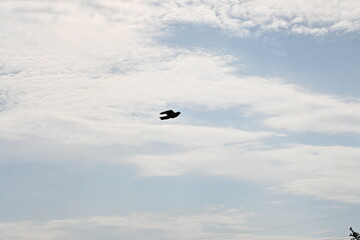 paraglider in the sky