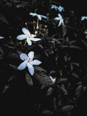 Naklejka na ściany i meble white flowers on black background