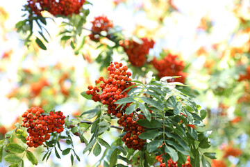 Fototapeta premium Rowan turns red at the end of summer