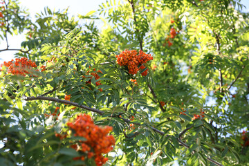 Rowan turns red at the end of summer