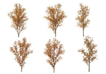 Fototapeta premium Autumn forest on a transparent background 