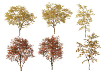 Autumn forest on a transparent background
