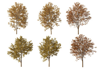 Autumn forest on a transparent background
