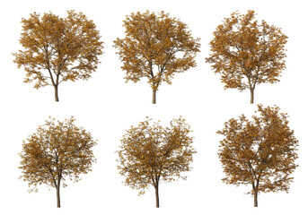 Autumn forest on a transparent background
