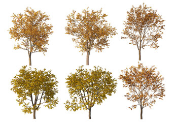 Autumn forest on a transparent background
